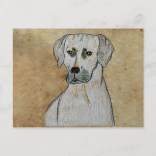 Rhodesian Ridgeback Postcard