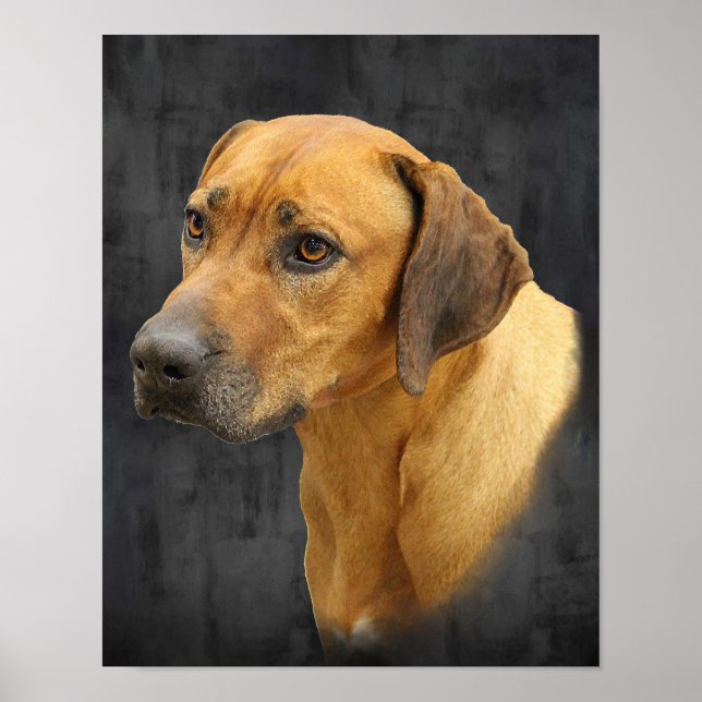 Rhodesian Ridgeback Poster (Front)
