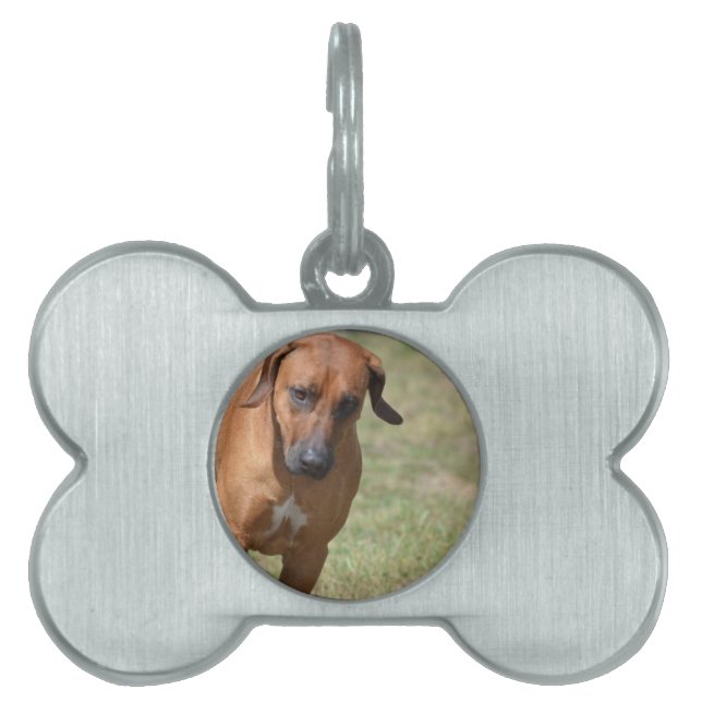 Rhodesian Ridgeback Prancing Pet Name Tag (Front)