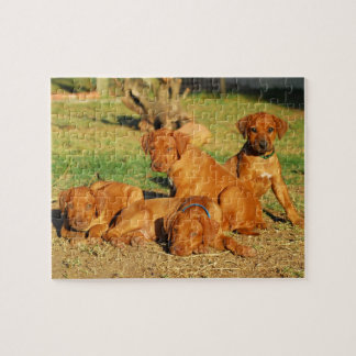 Rhodesian Ridgeback puppies puzzle