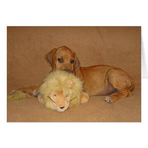 Rhodesian Ridgeback Puppy