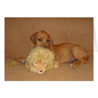 Rhodesian Ridgeback Puppy