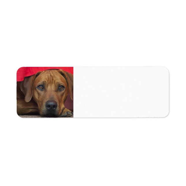 rhodesian-ridgeback return address label (Front)