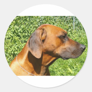 rhodesian ridgeback second classic round sticker