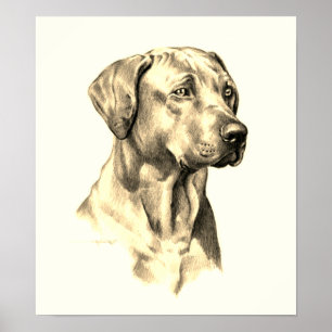 Rhodesian Ridgeback sketch poster