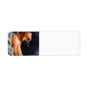 rhodesian-ridgeback-snuggy return address label