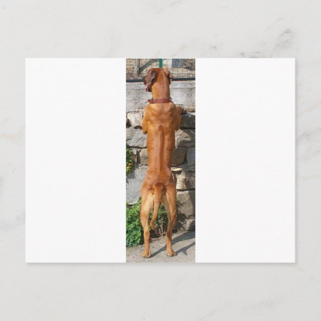 rhodesian ridgeback standing postcard (Front)