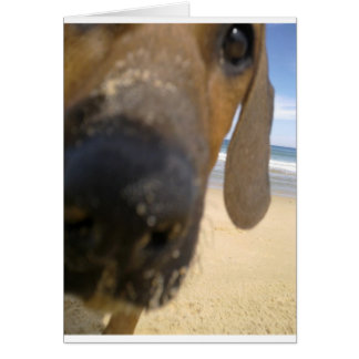 Rhodesian Ridgeback Stuff