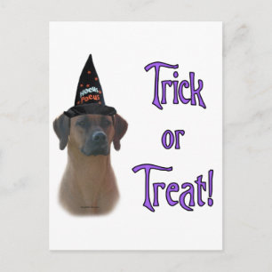 Rhodesian Ridgeback Trick Postcard