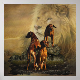 Rhodesian Ridgeback with Lion    Poster