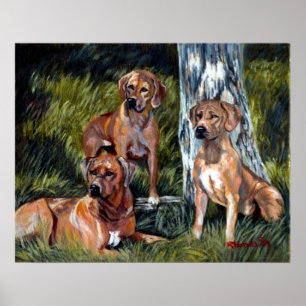 Rhodesian Ridgebacks Dog Portrait Poster