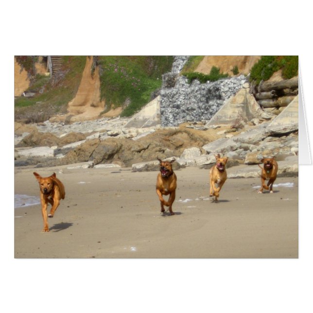Rhodesian Ridgebacks Running (Front Horizontal)