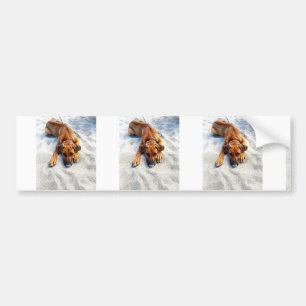rhodie at beach bumper sticker