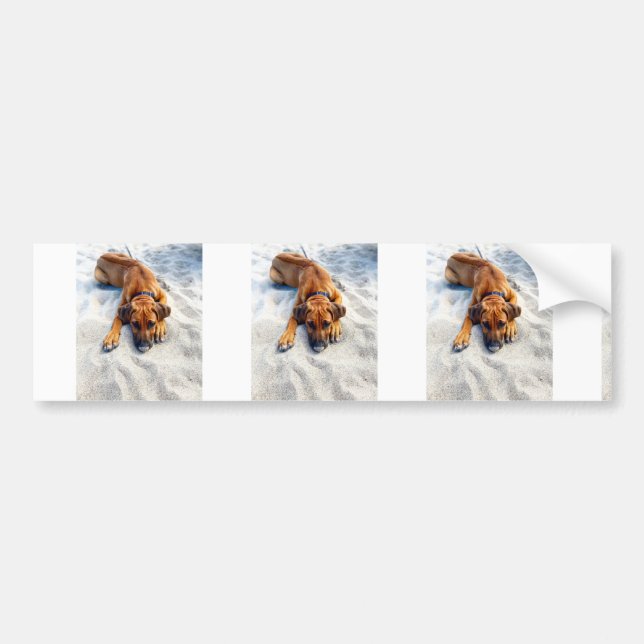 rhodie at beach bumper sticker (Front)