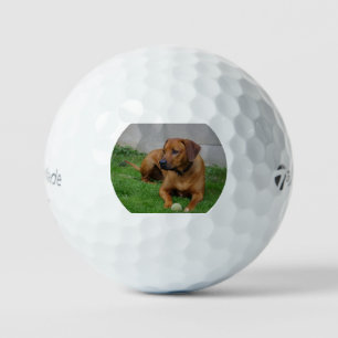 rhodie with toy golf balls
