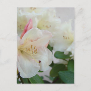 RHODIES AZALEA FLOWERS Azaleas Cards Gifts Mugs