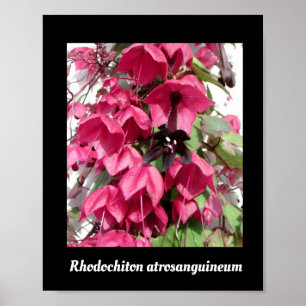 Rhodochiton atrosanguineum poster