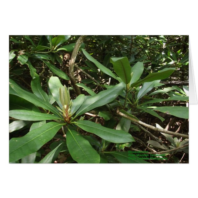 Rhododendron (Front Horizontal)