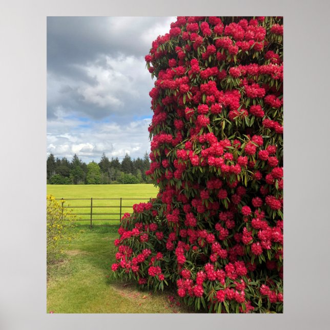 Rhododendron and Scenic View in Scotland Poster (Front)