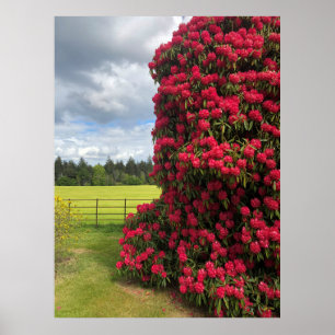 Rhododendron and Scenic View in Scotland Poster