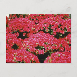 Rhododendron Azalea flowers Postcard