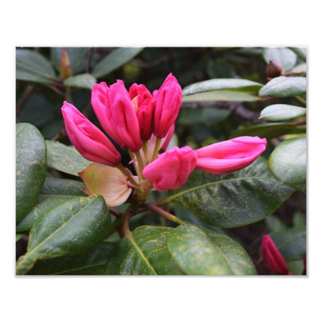 Rhododendron Bloom Photo Print (Front)
