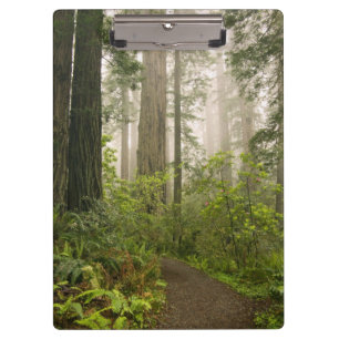 Rhododendron blooming among the Coast Redwoods / Clipboard
