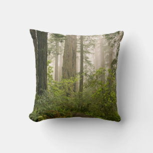 Rhododendron blooming among the Coast Redwoods / Cushion