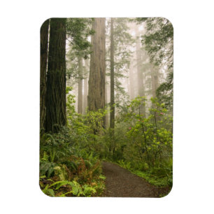 Rhododendron blooming among the Coast Redwoods / Magnet