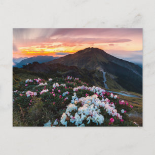 Rhododendron Blooming Taroko National Park Postcard