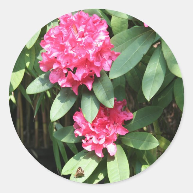 Rhododendron Classic Round Sticker (Front)