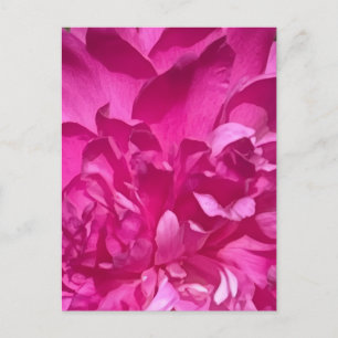 Rhododendron Close-up Flower Plant Photo Postcard