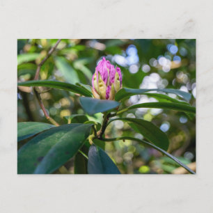 Rhododendron Flower Bud Postcard