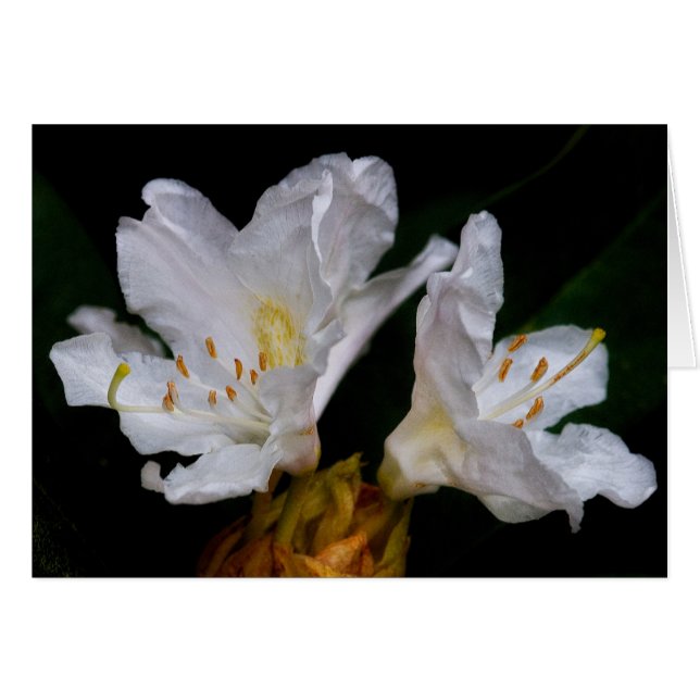 Rhododendron flowers (Front Horizontal)