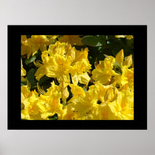 Rhododendron Flowers Fine art Prints Florals