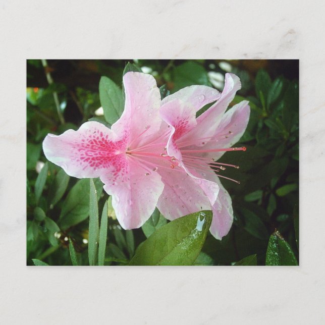 Rhododendron Flowers Postcard (Front)