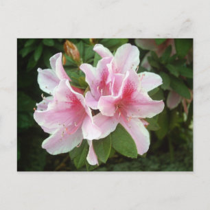 Rhododendron Flowers Postcard