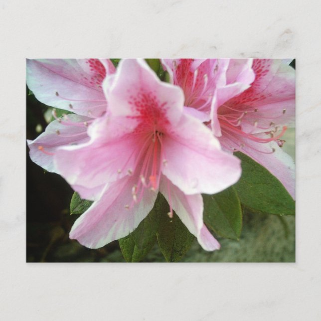 Rhododendron Flowers Postcard (Front)