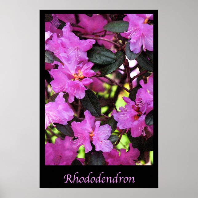 Rhododendron Garden Flowers Floral Nature Poster (Front)