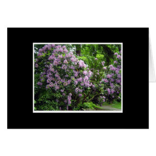 Rhododendron Grove
