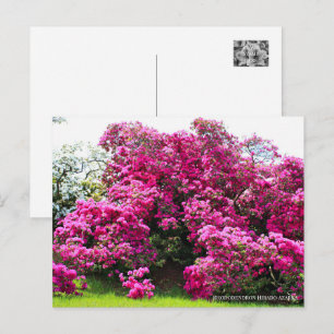 Rhododendron Hirado Azarea Postcard