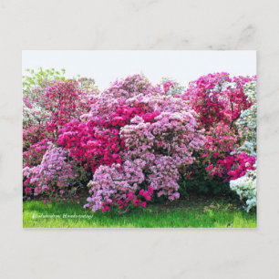 Rhododendron: Hirado-Tsutsuji  [Postcard] Postcard