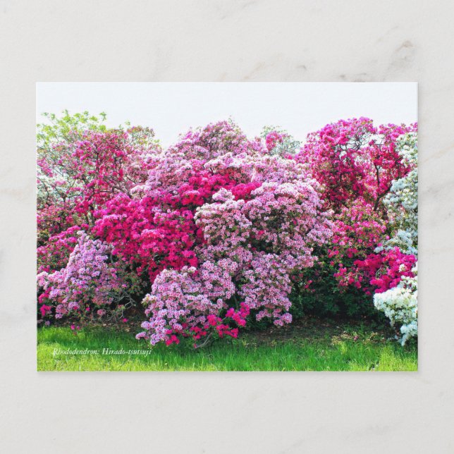 Rhododendron: Hirado-Tsutsuji  [Postcard] Postcard (Front)