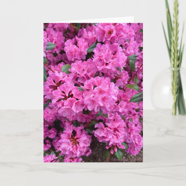 Rhododendron in Full Bloom! Card (Front)