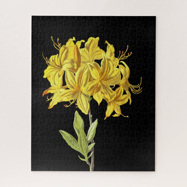 Rhododendron luteum (Pontic Azalea) Jigsaw Puzzle (Vertical)
