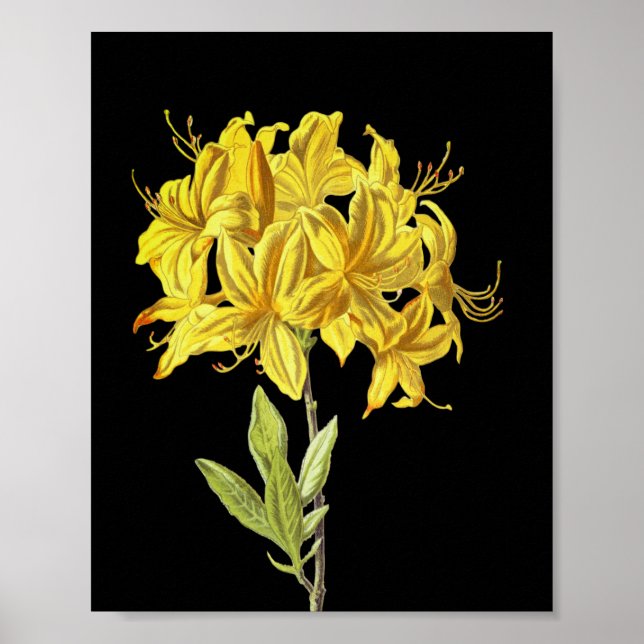Rhododendron luteum (Pontic Azalea) Poster (Front)