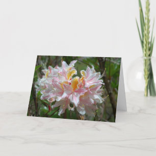 Rhododendron Occidentale Card