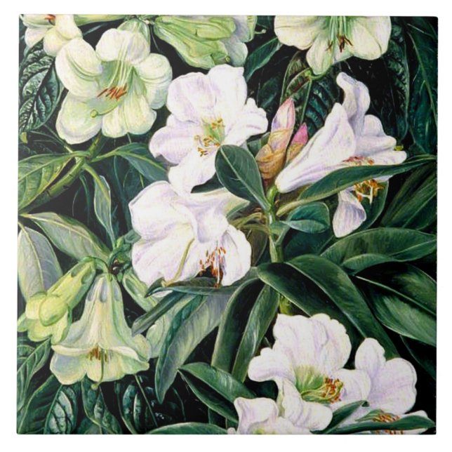 Rhododendron of North India, botanical art, Ceramic Tile (Front)