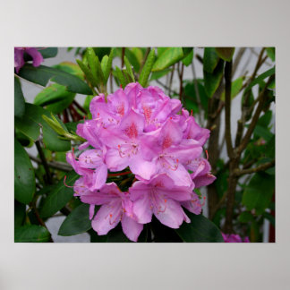 Rhododendron Poster