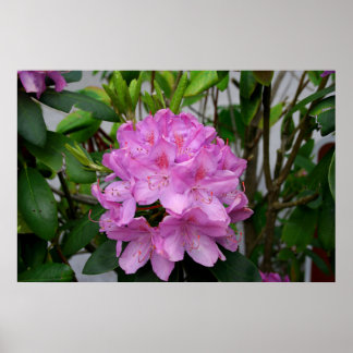 Rhododendron Poster
